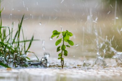 Regen 🌧️